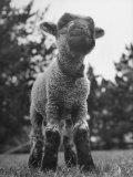 Little Lamb Posing for the Camera
