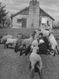 Buy Little Girl Getting Swamped by Lambs While Holding a Bottle at AllPosters.com