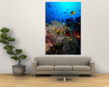 Buy Stonefish on Jackson Reef in Red Sea, Tiran Island, Egypt at AllPosters.com