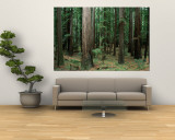 Buy Redwood Trees Beside Hwy 101, Humboldt Redwoods State Park, USA at AllPosters.com