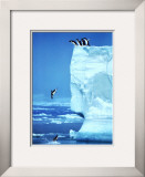 Penguins Diving Off an Iceberg