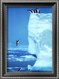 Penguins Diving Off an Iceberg
