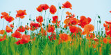 Buy Poppy Fields at AllPosters.com
