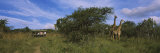 Tourists Looking at Giraffes, Tala Game Reserve, Durban, Kwazulu-Natal, South Africa