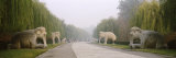 Statues of Elephants Along a Road, Sacred Way, Ming Tombs, Beijing, China