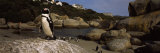Colony of Jackass Penguins on the Beach, Boulder Beach, Cape Town, South Africa