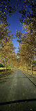 Trees Along a Road, Beaulieu Vineyard, Rutherford, Napa Valley, California, USA