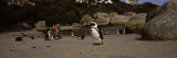Jackass Penguins on the Beach, Boulder Beach, False Bay, Cape Town, South Africa