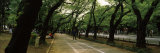 Trees Along a Road, Ueno Park, Taito, Tokyo Prefecture, Kanto Region, Japan