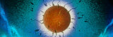 Human Egg Being Fertilized by Sperm