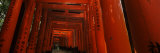 Torii Gates of a Shrine, Fushimi Inari-Taisha, Fushimi Ward, Kyoto, Honshu, Japan
