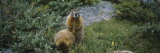 Two Ground Squirrels Mating in a Forest, Holy Cross Wilderness, Colorado, USA