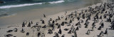 Colony of Jackass Penguins on the Beach, Boulder Beach, Simon