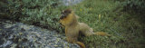 Two Ground Squirrels in a Forest, Holy Cross Wilderness, Colorado, USA