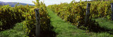 Vineyard on a Landscape, Keuka Lake, Finger Lakes, New York State, USA