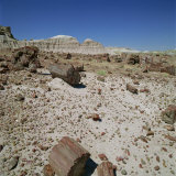 Buy Petrified Forest, Arizona, United States of America, North America at AllPosters.com