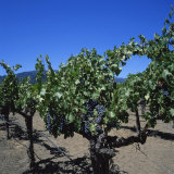 Buy Close-Up of Vines with Black Grapes, Napa Valley Vineyard, Oakville, California, USA at AllPosters.com