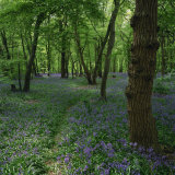 Buy Bluebells in an Ancient Wood in Spring Time in the Essex Countryside, England, United Kingdom at AllPosters.com