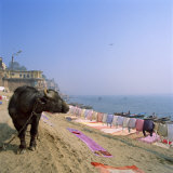Buy Water Buffalo and Drying Washing on the Banks of the Ganges, Varanasi, Uttar Pradesh State, India at AllPosters.com
