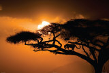 African Sky
