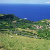 Buy Cattle, Fields and Small Village on the Island of Flores in the Azores, Portugal, Atlantic, Europe at AllPosters.com