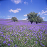 Buy Bluebells, Dartmoor, Devon, England, United Kingdom, Europe at AllPosters.com