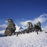 Buy Chinstrap Penguins on the Snow and Rocks on the South Shetland Islands, Antarctica, Polar Regions at AllPosters.com