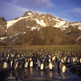 Buy King Penguins, South Georgia, South Atlantic, Polar Regions at AllPosters.com