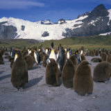 Buy King Penguins and Chicks, Glacier and Mountains in the Background, South Georgia, Polar Regions at AllPosters.com