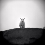 Sheep Standing on Hill Looking Down, Taransay, Outer Hebrides, Scotland, UK