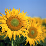 Buy Close-Up of Sunflowers in Italy, Europe at AllPosters.com