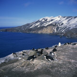 Buy Chinstrap Penguins on the Rocks on the Coast of Deception Island, Antarctic Peninsula, Antarctica at AllPosters.com