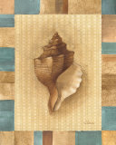 Seashell IV