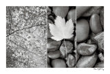 Nature Trio