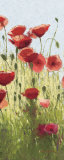 Buy Mountain Poppies I at AllPosters.com