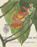 Botanique Tropicale I