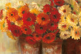 Chelsea Gerberas