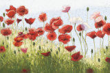 Buy Mountain Poppies III at AllPosters.com