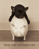Dog Day Afternoon