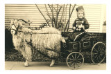 Girl with Ringlets in Goat Cart