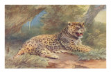 Leopard in the Jungle