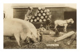 Gigantic Pigs and Corn