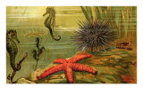Buy Underwater Scene with Starfish and Seahorses at AllPosters.com