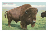 Buffalo on the Range