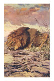Lion Drinking at Waterhole