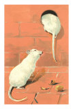 White Mice Creeping Through Hole