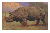 Charging Indian Rhinoceros