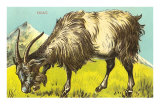 Grazing Goat