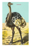 Ostrich