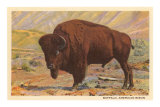 Buffalo